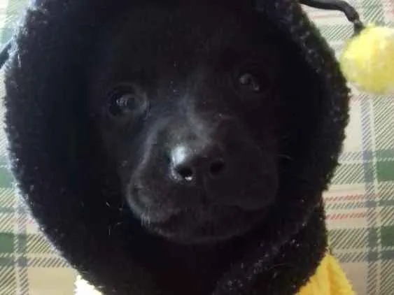 Cachorro ra a  idade 2 a 6 meses nome Filhotes Monique