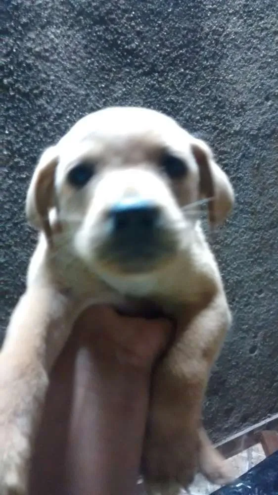 Cachorro raça Vira lata  idade Abaixo de 2 meses nome Sem nome