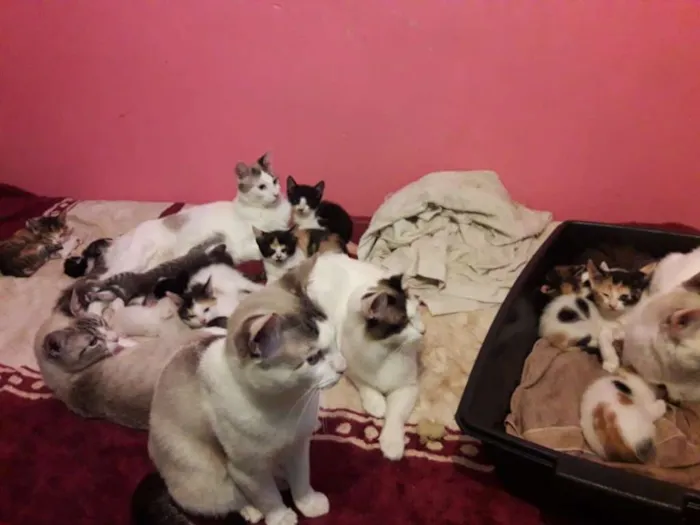 Gato ra a  idade Abaixo de 2 meses nome ana e ARETA