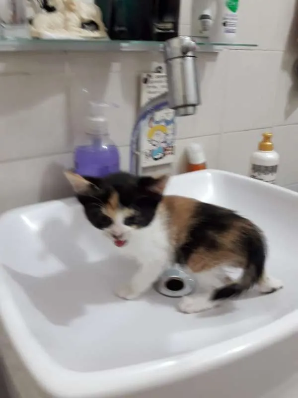 Gato ra a  idade Abaixo de 2 meses nome ana e ARETA