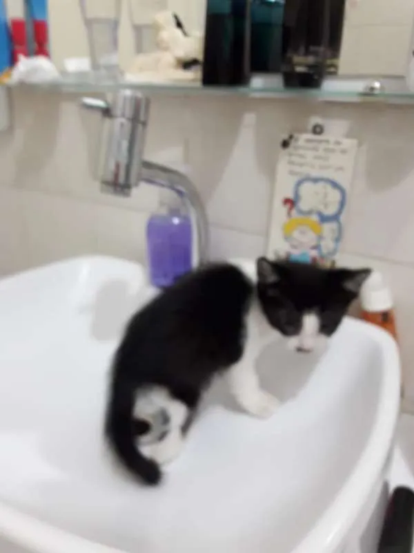 Gato ra a  idade Abaixo de 2 meses nome ana e ARETA