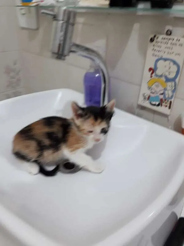 Gato ra a  idade Abaixo de 2 meses nome ana e ARETA