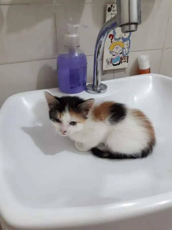 Gato ra a  idade Abaixo de 2 meses nome ana e ARETA