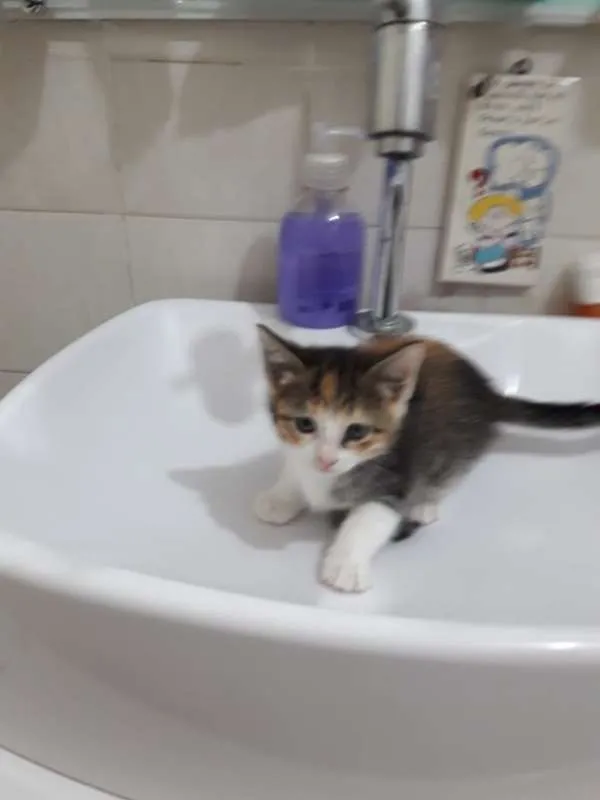 Gato ra a  idade Abaixo de 2 meses nome ana e ARETA