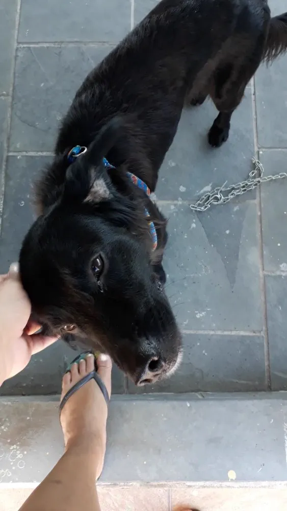 Cachorro ra a Srd idade 1 ano nome Sem nome