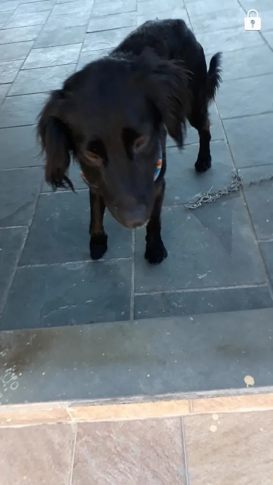 Cachorro ra a Srd idade 1 ano nome Sem nome