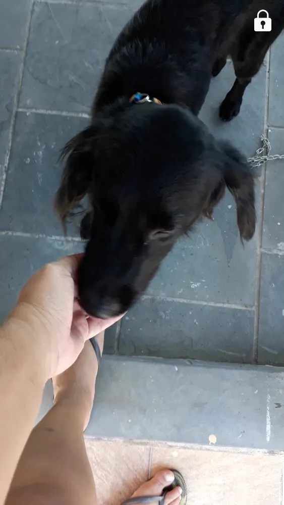 Cachorro ra a Srd idade 1 ano nome Sem nome