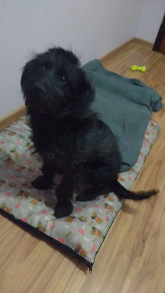 Cachorro ra a  idade 7 a 11 meses nome Lara