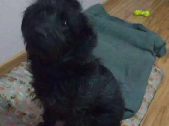 Cachorro ra a  idade 7 a 11 meses nome Lara