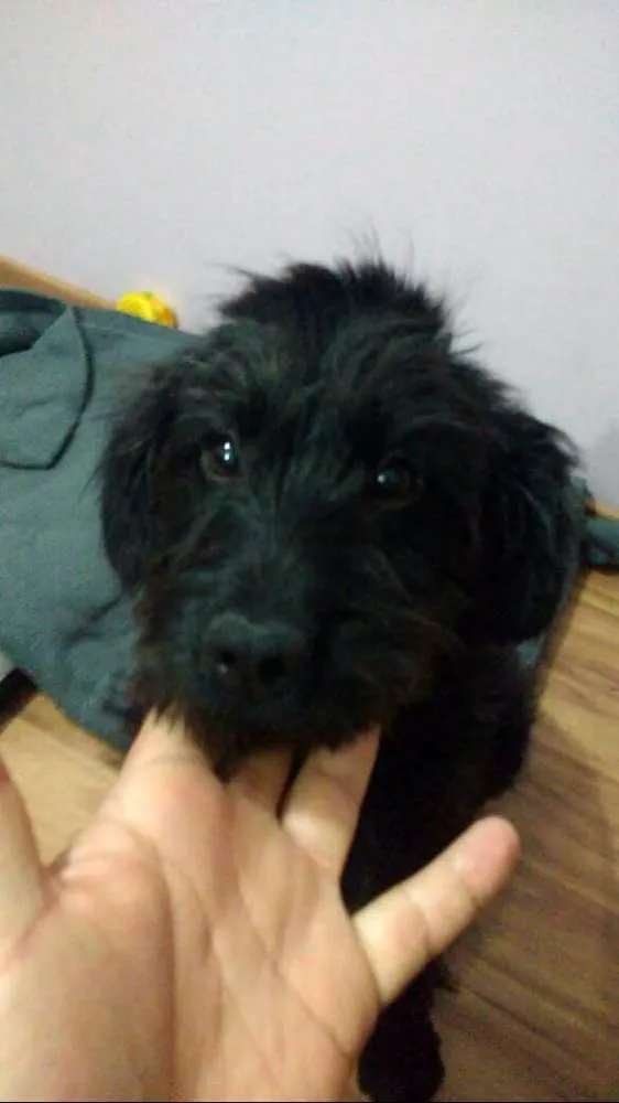 Cachorro ra a  idade 7 a 11 meses nome Lara