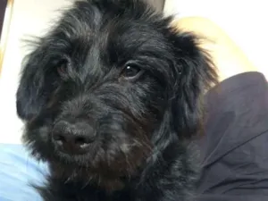 Cachorro raça  idade 7 a 11 meses nome Lara