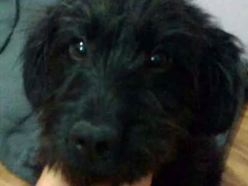 Cachorro ra a  idade 7 a 11 meses nome Lara