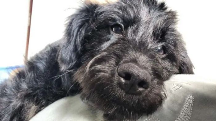 Cachorro ra a  idade 7 a 11 meses nome Lara