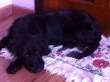 Cachorro ra a  idade 7 a 11 meses nome Lara