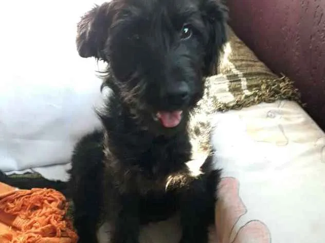 Cachorro ra a  idade 7 a 11 meses nome Lara
