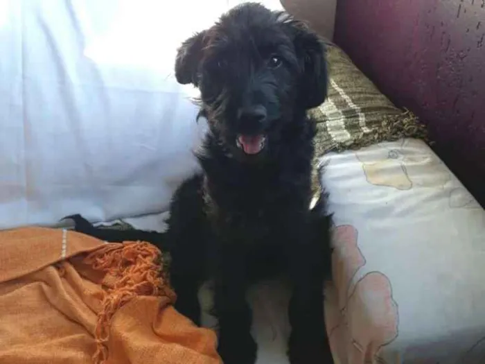Cachorro ra a  idade 7 a 11 meses nome Lara