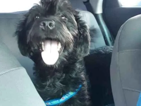 Cachorro ra a  idade 7 a 11 meses nome Lara
