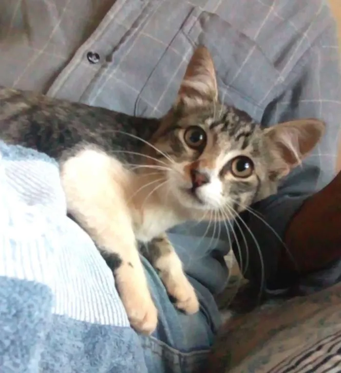 Gato ra a SRD idade 2 a 6 meses nome Radinha