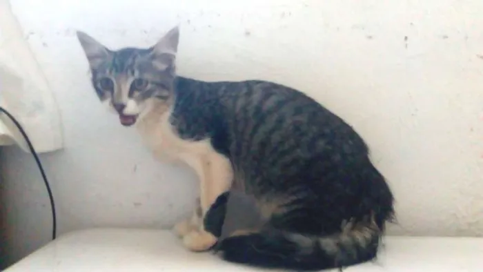 Gato ra a SRD idade 2 a 6 meses nome Radinha