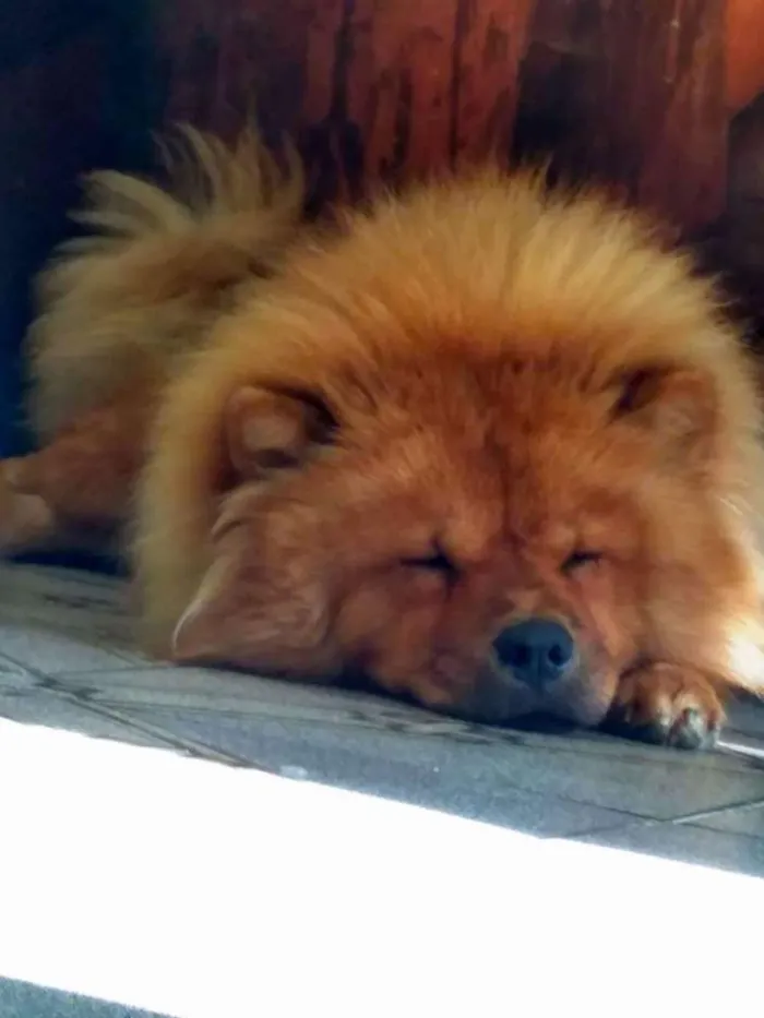Cachorro ra a Chow chow idade 2 anos nome Leona
