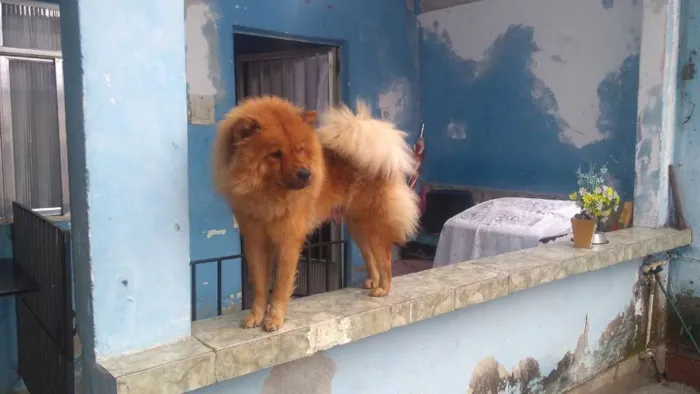 Cachorro ra a Chow chow idade 2 anos nome Leona