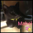Mabel
