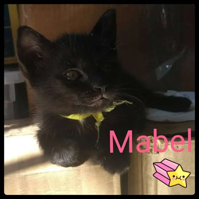 Gato ra a Srd idade Abaixo de 2 meses nome Mabel