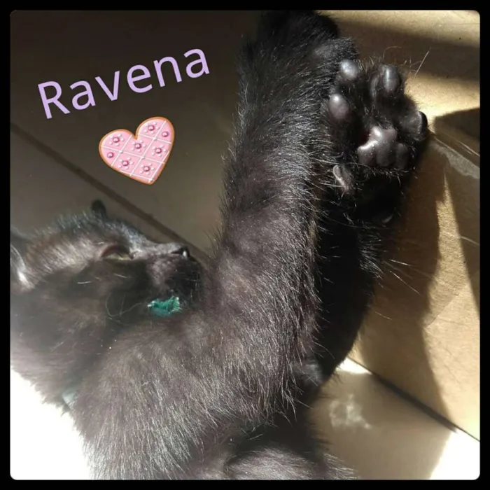 Gato ra a Srd idade Abaixo de 2 meses nome Mabel