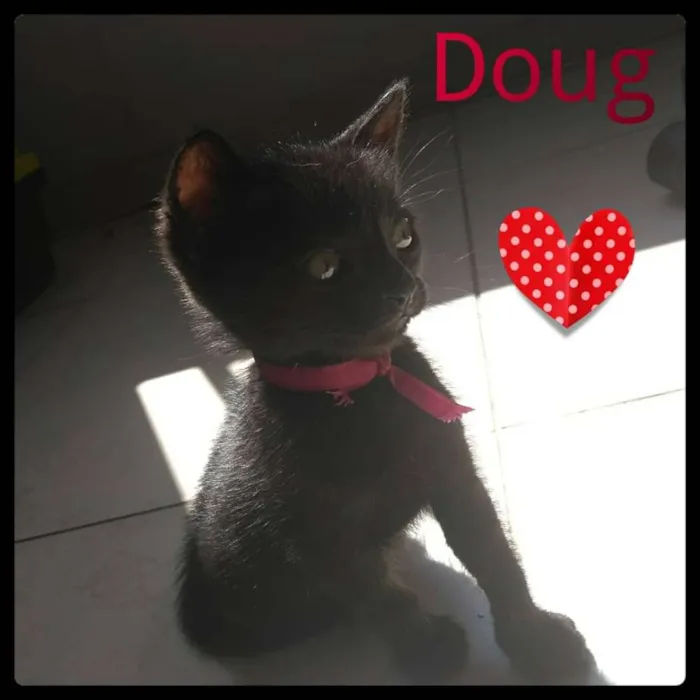 Gato ra a Srd idade Abaixo de 2 meses nome Mabel