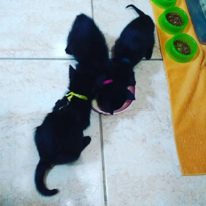 Gato ra a Srd idade Abaixo de 2 meses nome Mabel
