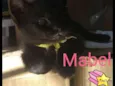 Mabel