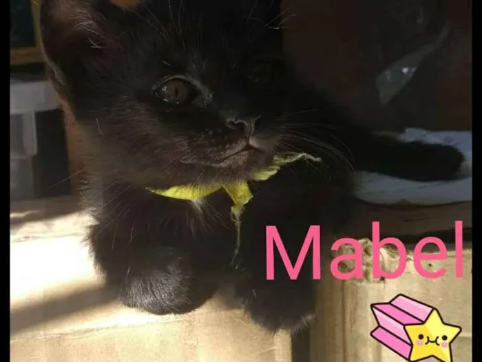 Gato ra a Srd idade Abaixo de 2 meses nome Mabel
