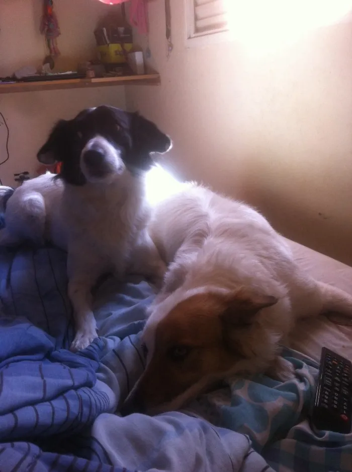 Cachorro ra a SRD idade 5 anos nome Loba