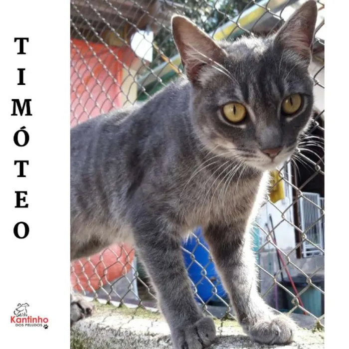 Gato ra a  idade 1 ano nome Timóteo