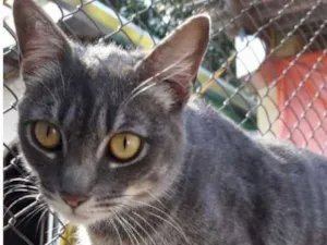 Gato raça  idade 1 ano nome Timóteo