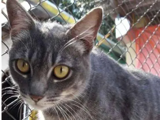 Gato ra a  idade 1 ano nome Timóteo