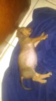 Bebê
