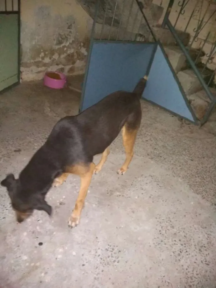 Cachorro ra a Indefinida,n conheço de raças idade 6 ou mais anos nome Lupi