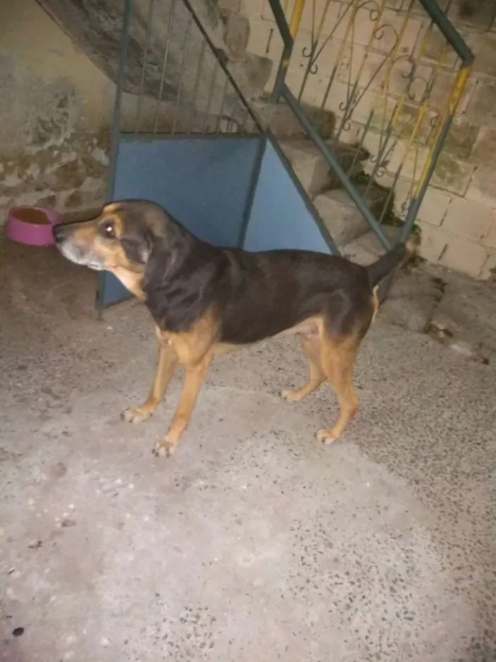 Cachorro ra a Indefinida,n conheço de raças idade 6 ou mais anos nome Lupi