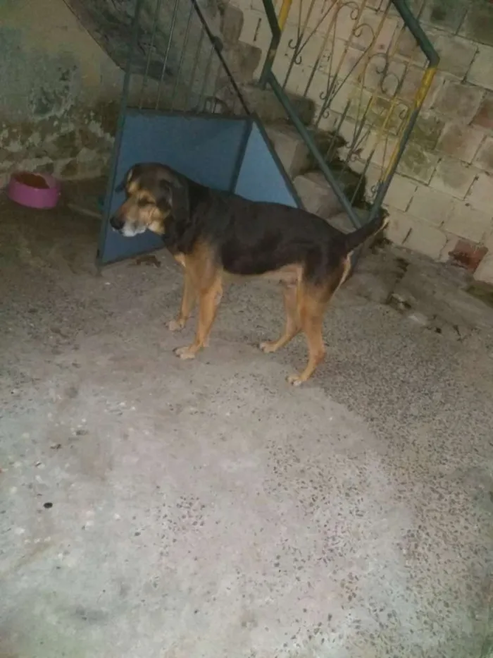 Cachorro ra a Indefinida,n conheço de raças idade 6 ou mais anos nome Lupi