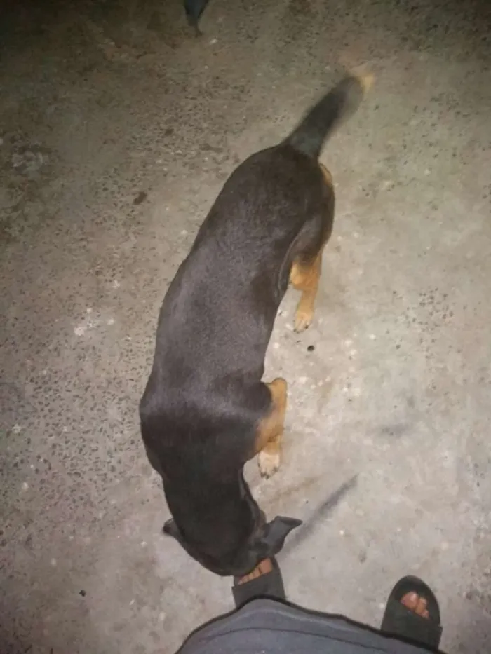 Cachorro ra a Indefinida,n conheço de raças idade 6 ou mais anos nome Lupi