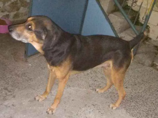 Cachorro ra a Indefinida,n conheço de raças idade 6 ou mais anos nome Lupi