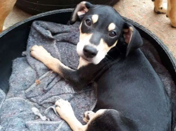 Cachorro ra a SRD idade 2 a 6 meses nome Igor