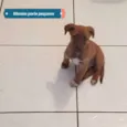 Bb