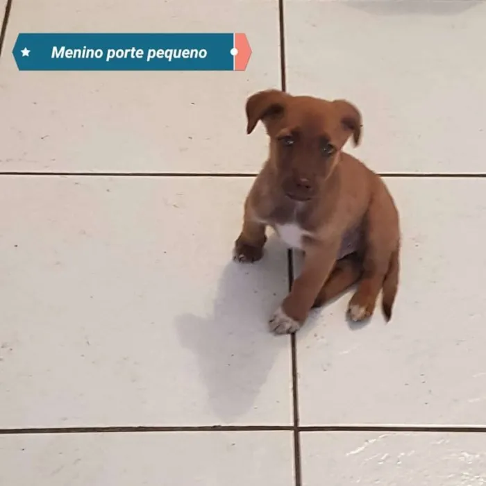 Cachorro ra a Srd idade 2 a 6 meses nome Bb
