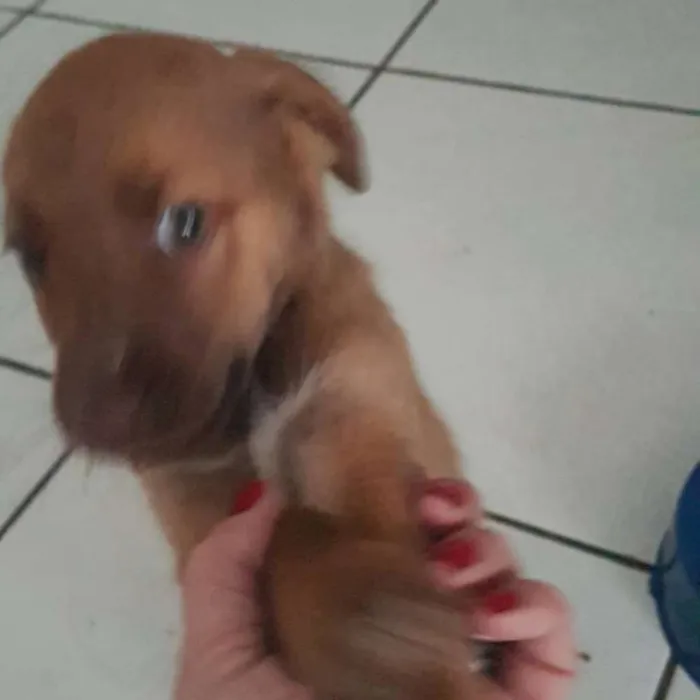 Cachorro ra a Srd idade 2 a 6 meses nome Bb