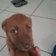 Bb