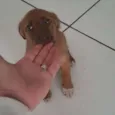 Bb