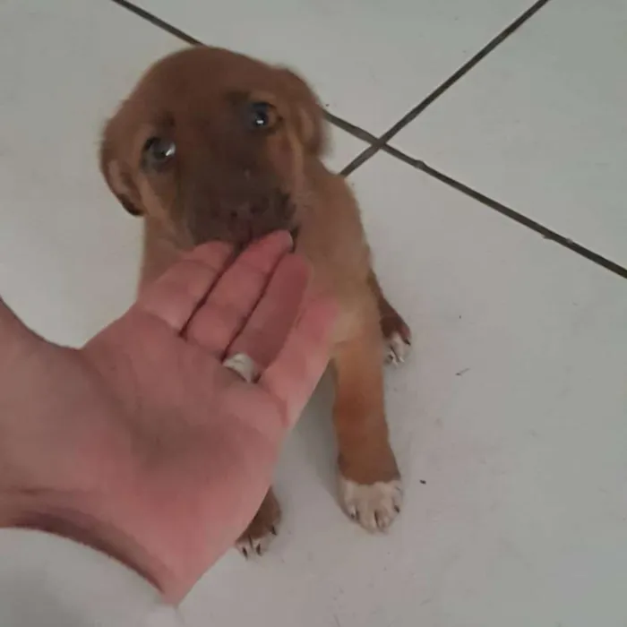 Cachorro ra a Srd idade 2 a 6 meses nome Bb