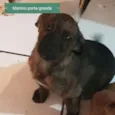 Rafael